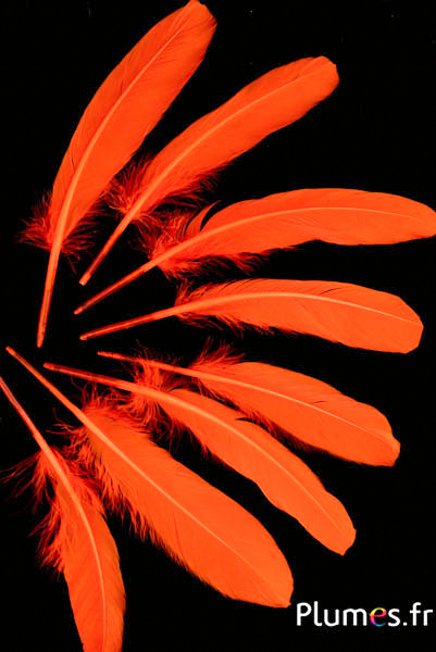 Oie - 15-21 cm - orange